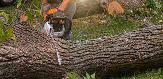 Tree and Shrub Care in Clay City, IN