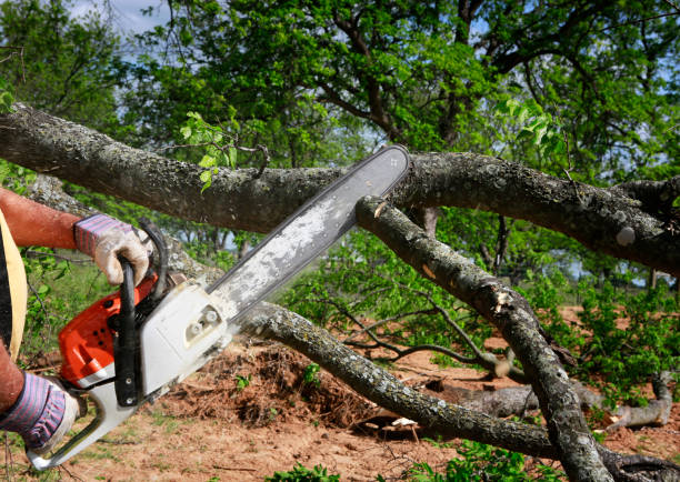 How Our Tree Care Process Works  in  Clay City, IN